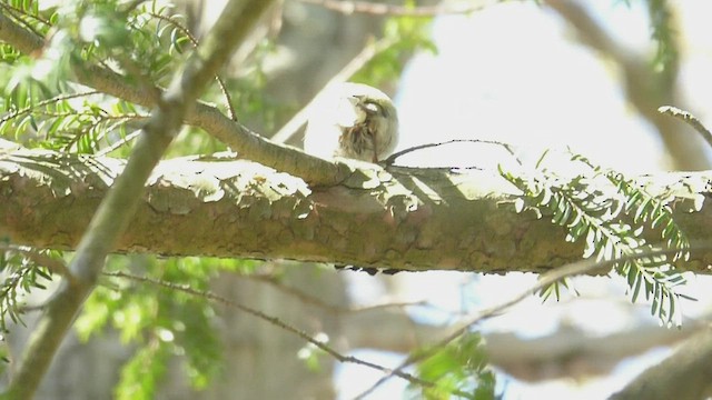 Common Firecrest - ML435698461