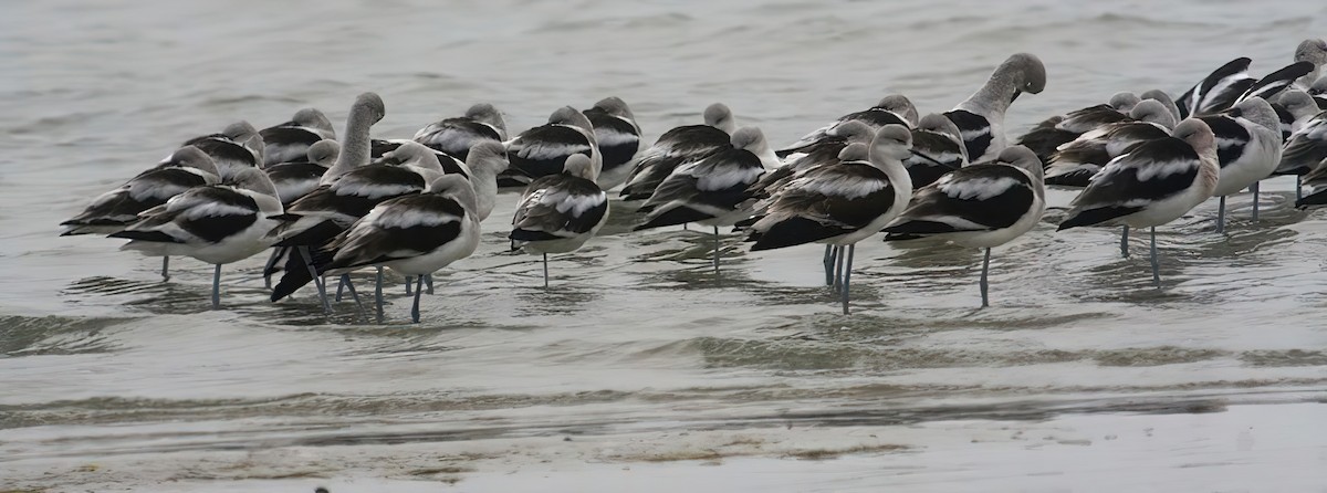 American Avocet - Dan Tallman