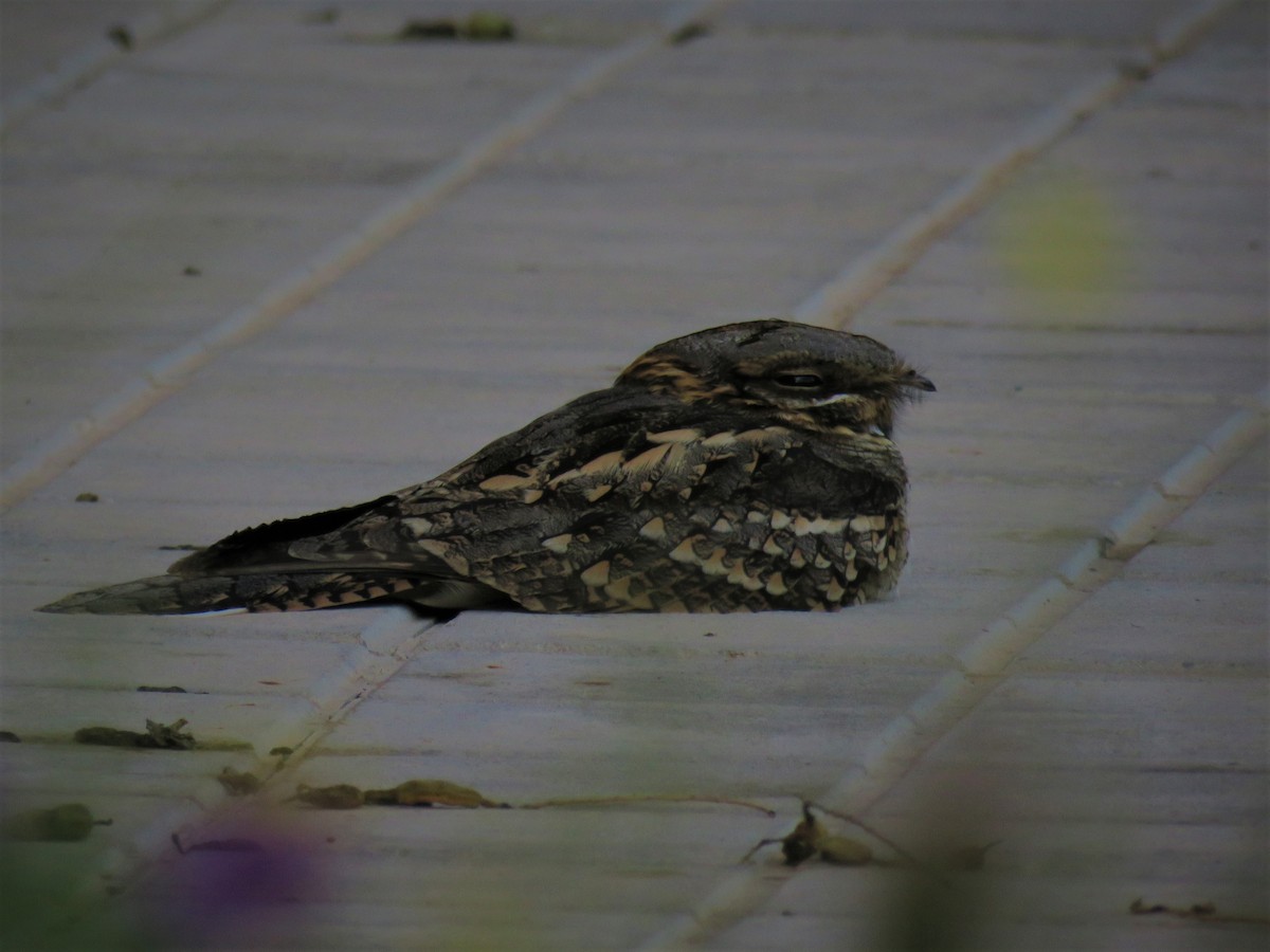 Red-necked Nightjar - Jorge Sereno Cadierno