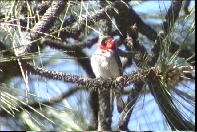 Red-faced Warbler - ML435701