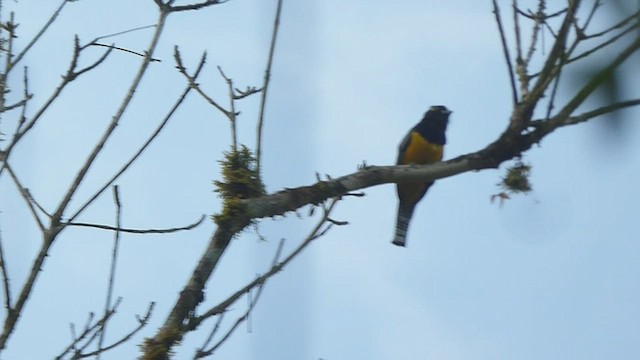 trogon podvazkový - ML435701041