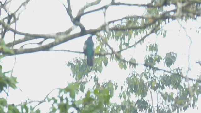 Slaty-tailed Trogon - ML435701191