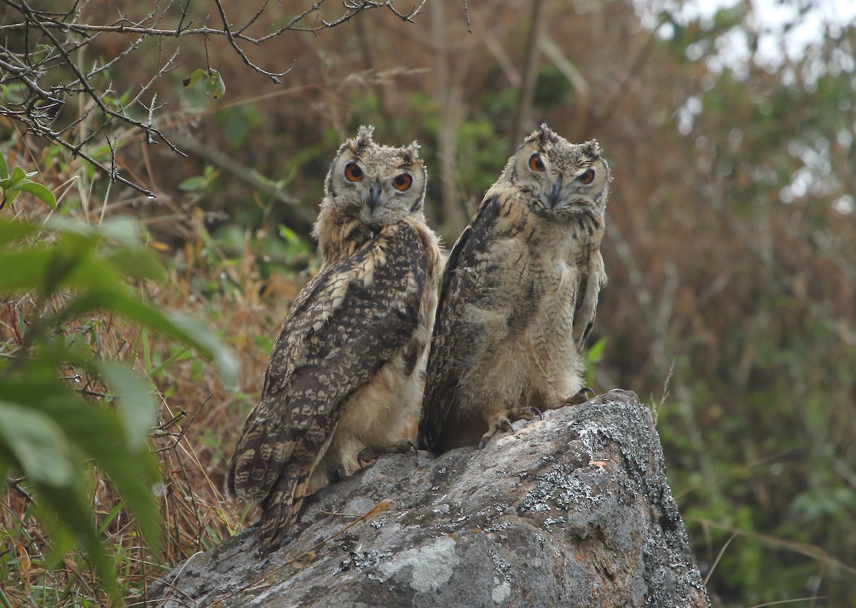 Rock Eagle-Owl - ML435701261