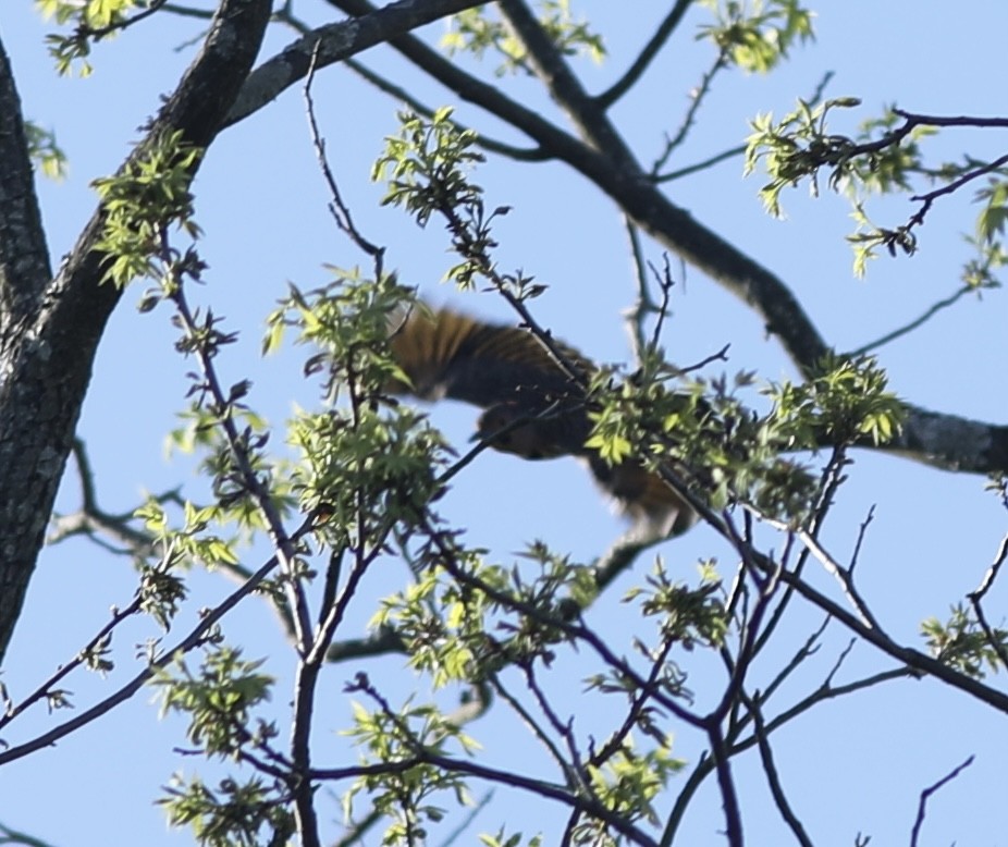 Northern Flicker - Vikas Madhav Nagarajan