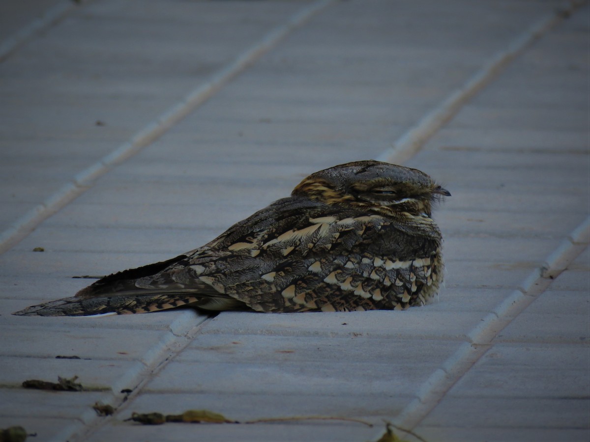 Red-necked Nightjar - ML435701831