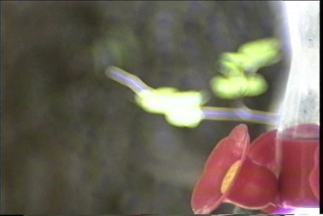 kolibřík skvostný - ML435702