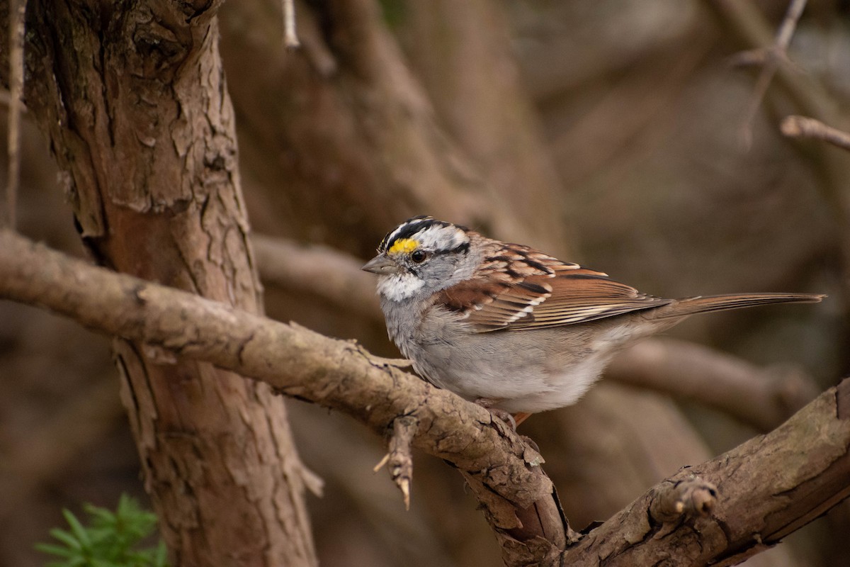 White-throated Sparrow - ML435702541