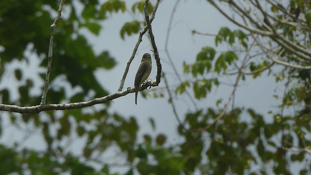 Northern Tropical Pewee - ML435702691