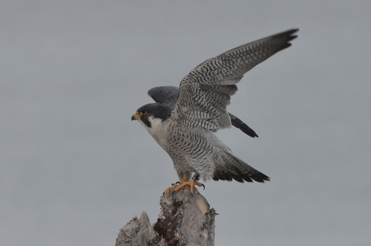 Peregrine Falcon - Kate Derbyshire