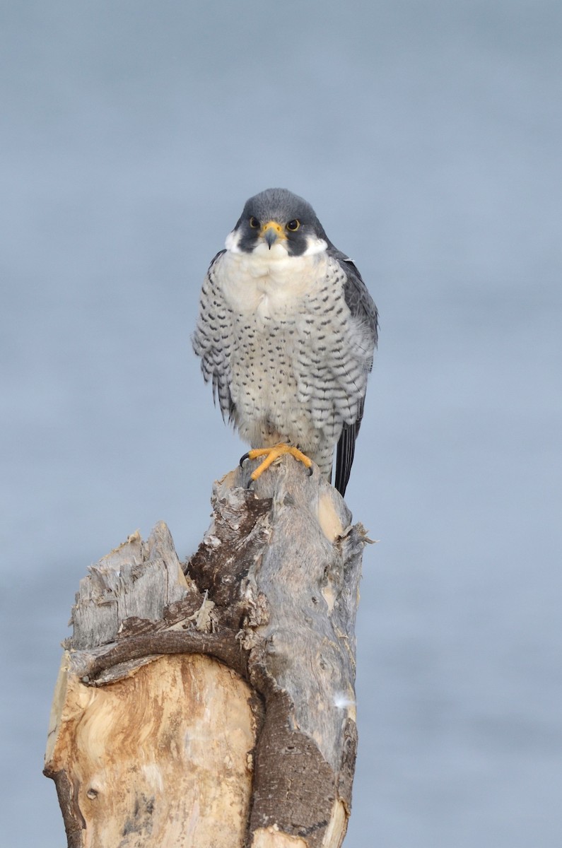 Peregrine Falcon - Kate Derbyshire