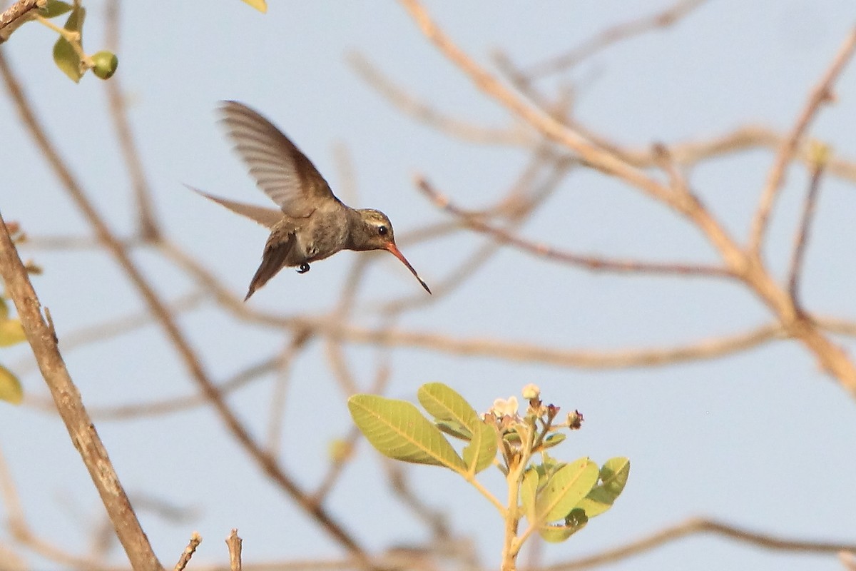 kolibřík temnobřichý - ML435703451