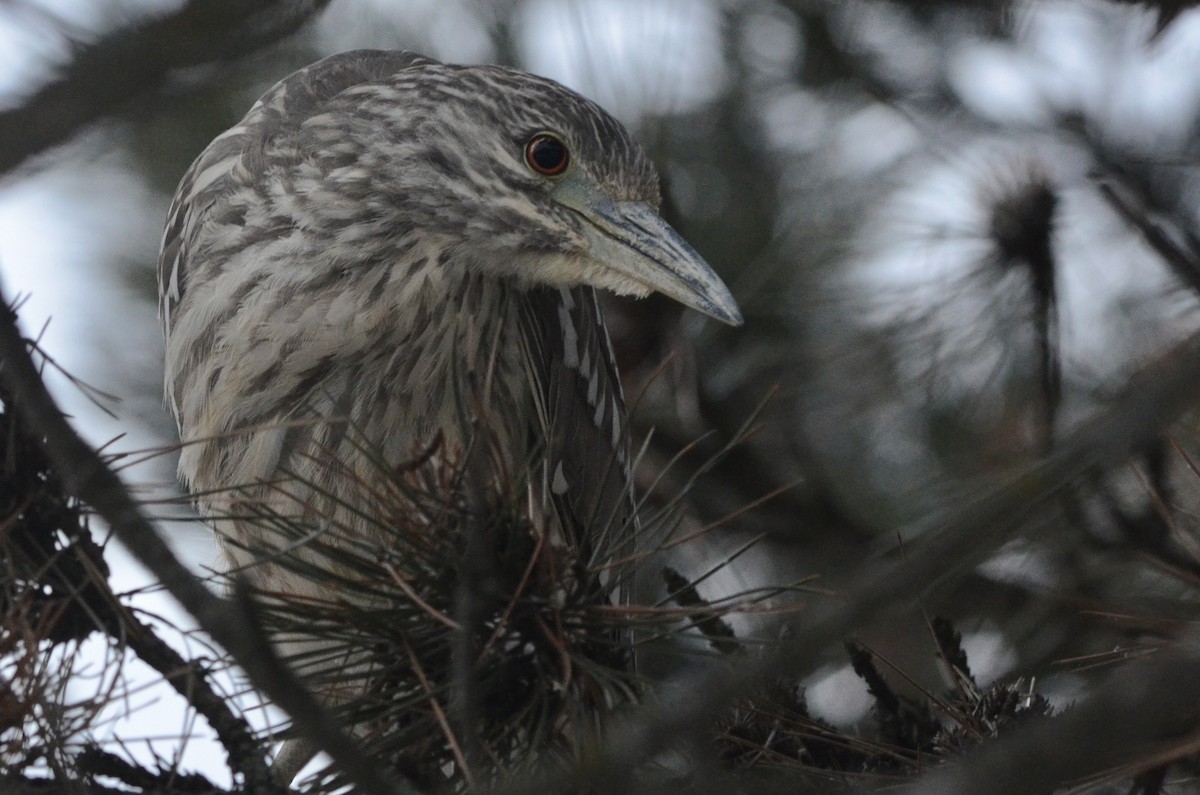 Black-crowned Night Heron - ML435703711