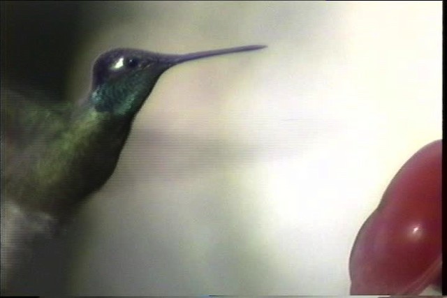 Colibrí Magnífico - ML435704