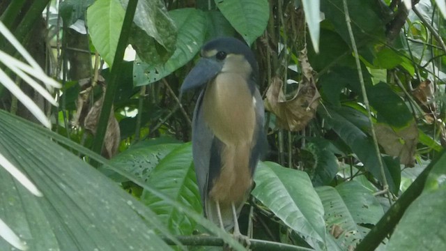 Boat-billed Heron - ML435704191