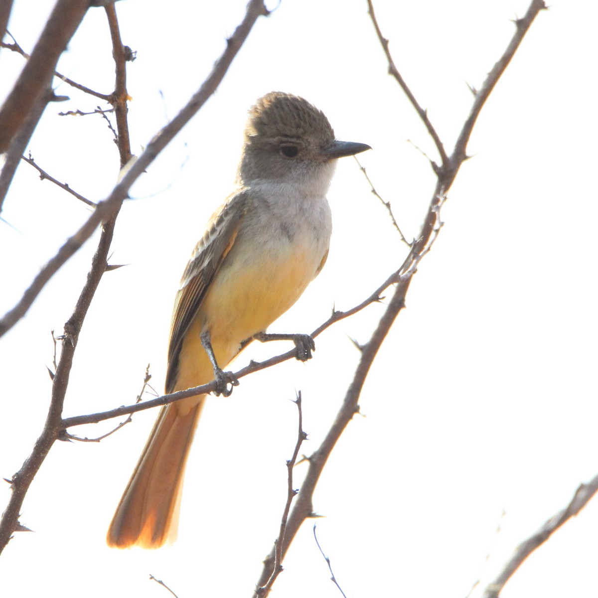 Brown-crested Flycatcher - ML435704551