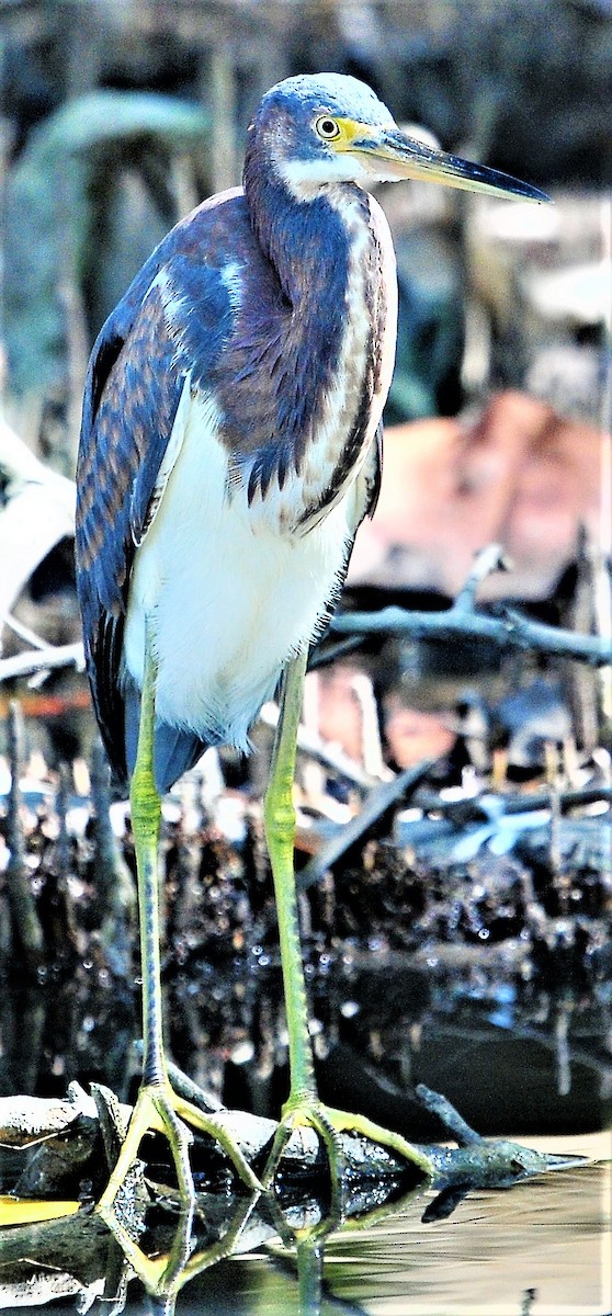 Tricolored Heron - Alan Sankey  COHL