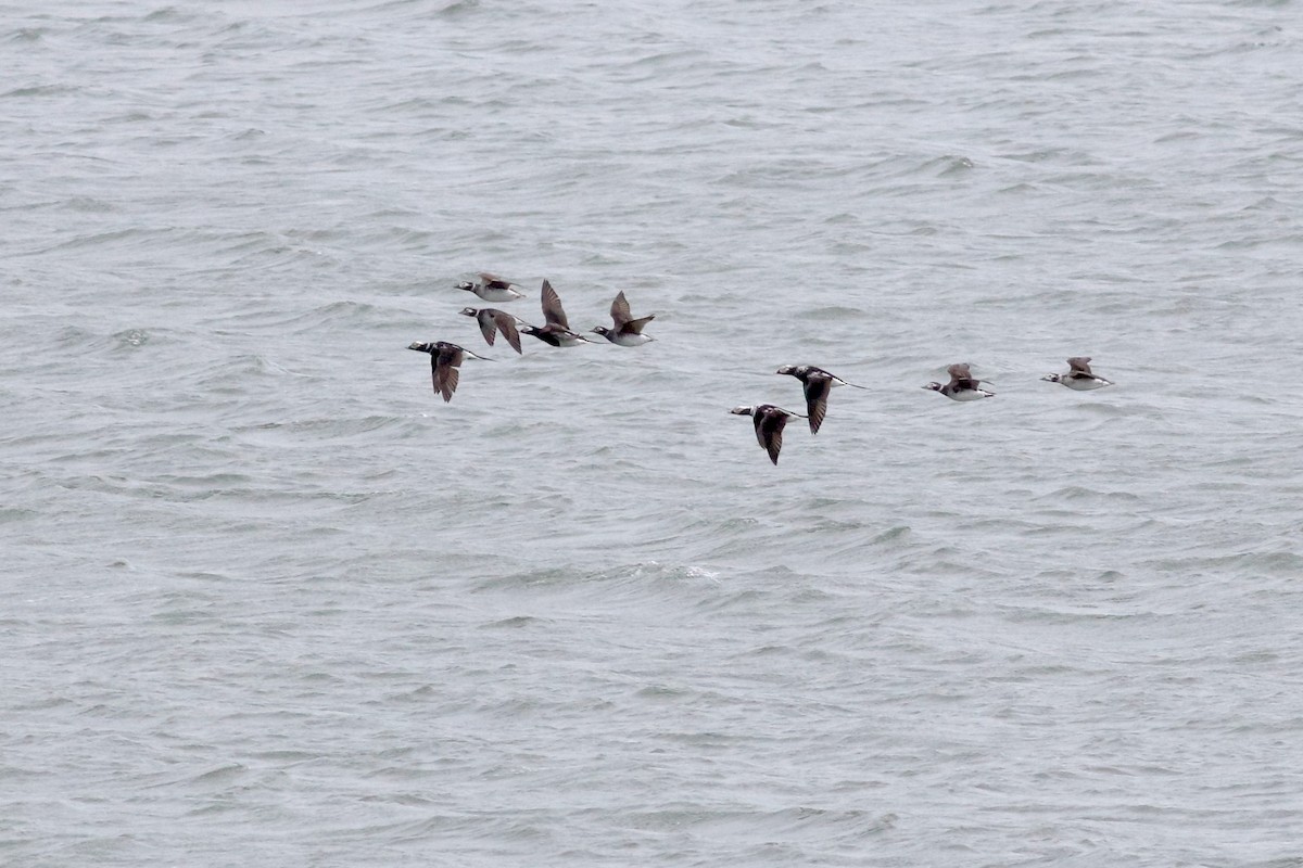 Long-tailed Duck - ML435704581