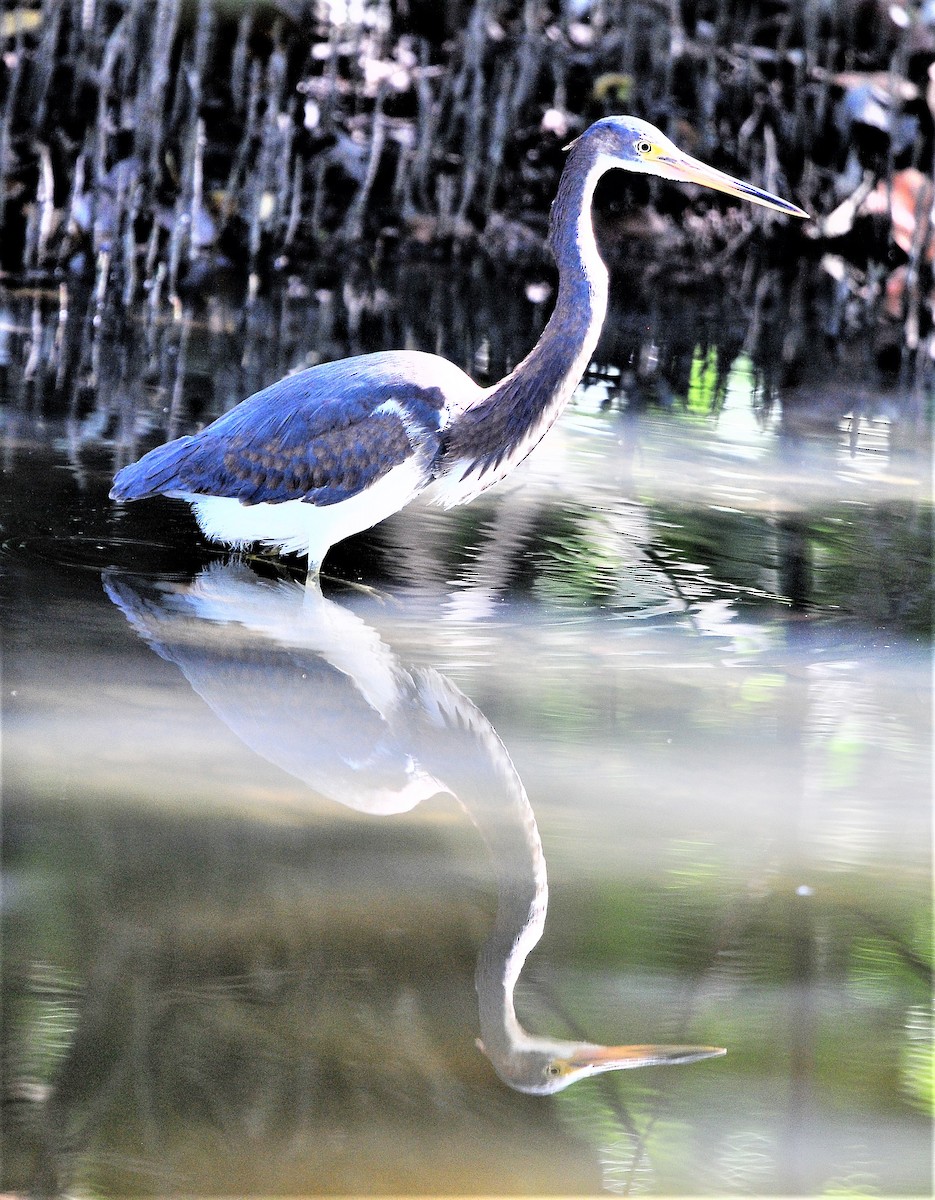 Tricolored Heron - Alan Sankey  COHL