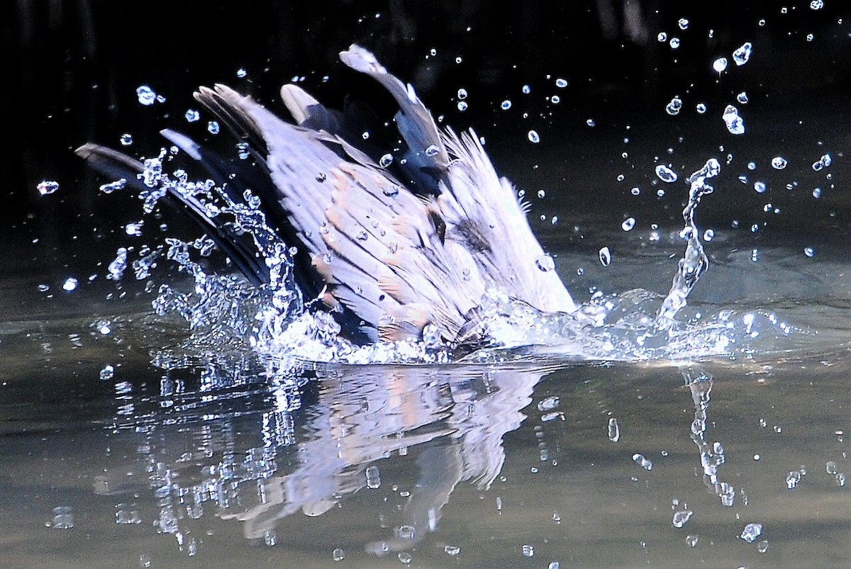 Tricolored Heron - Alan Sankey  COHL