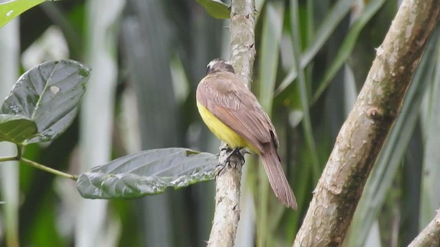 Rusty-margined Flycatcher - ML435704801