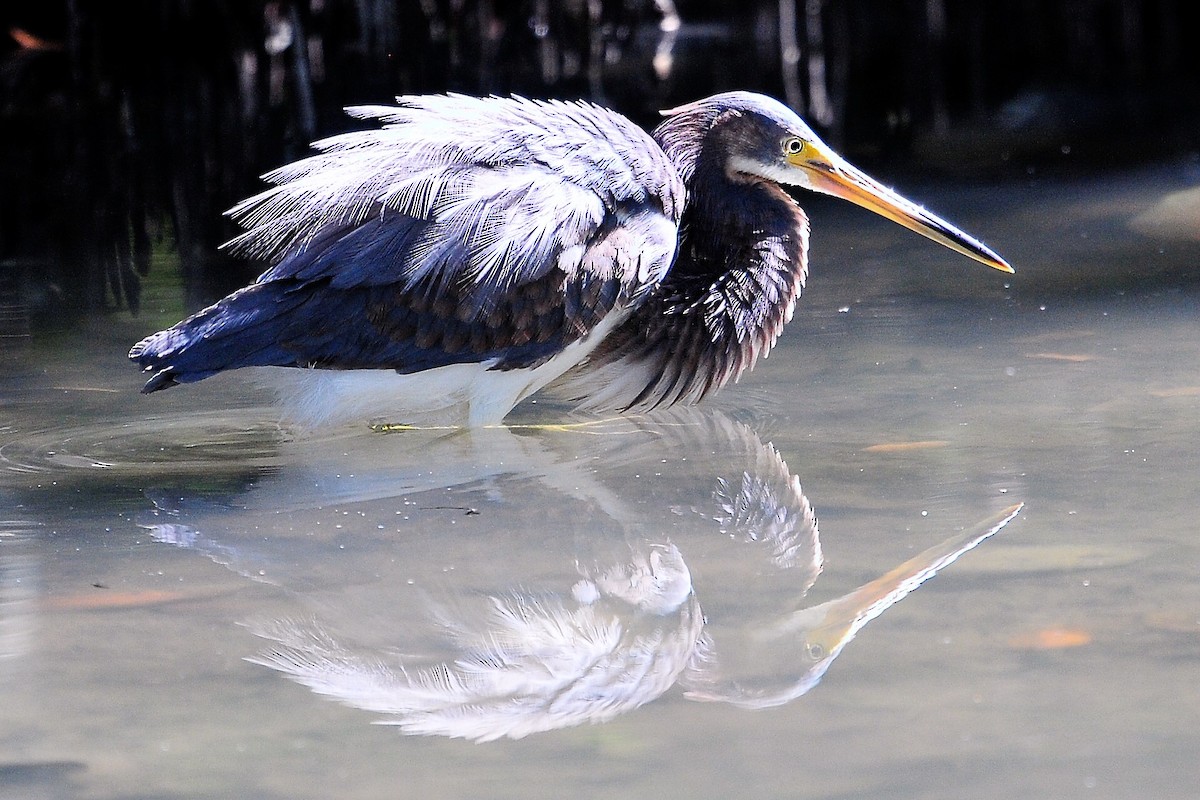 Tricolored Heron - Alan Sankey  COHL