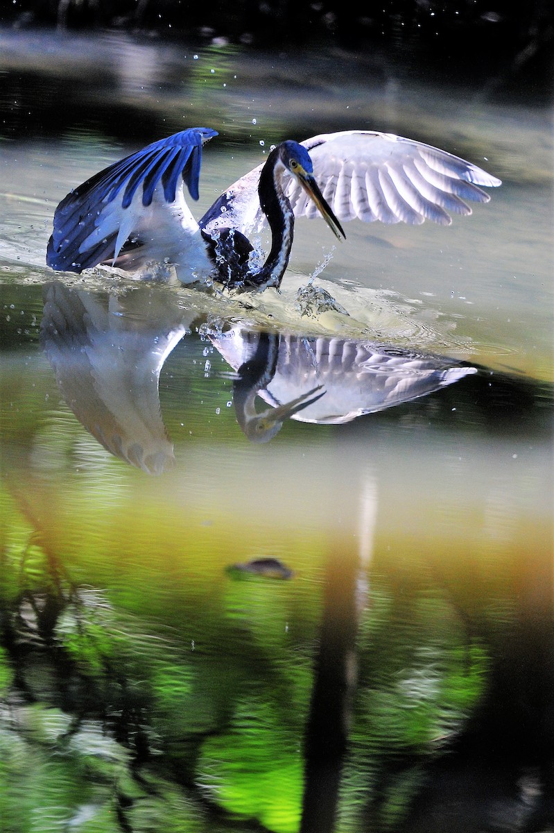 Tricolored Heron - Alan Sankey  COHL