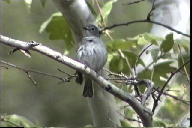 Plumbeous Vireo (Plumbeous) - ML435705