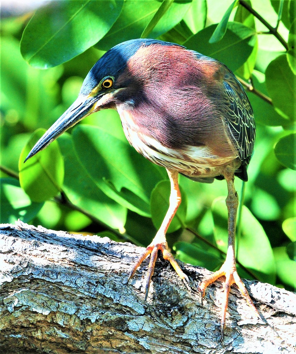 Green Heron - Alan Sankey  COHL