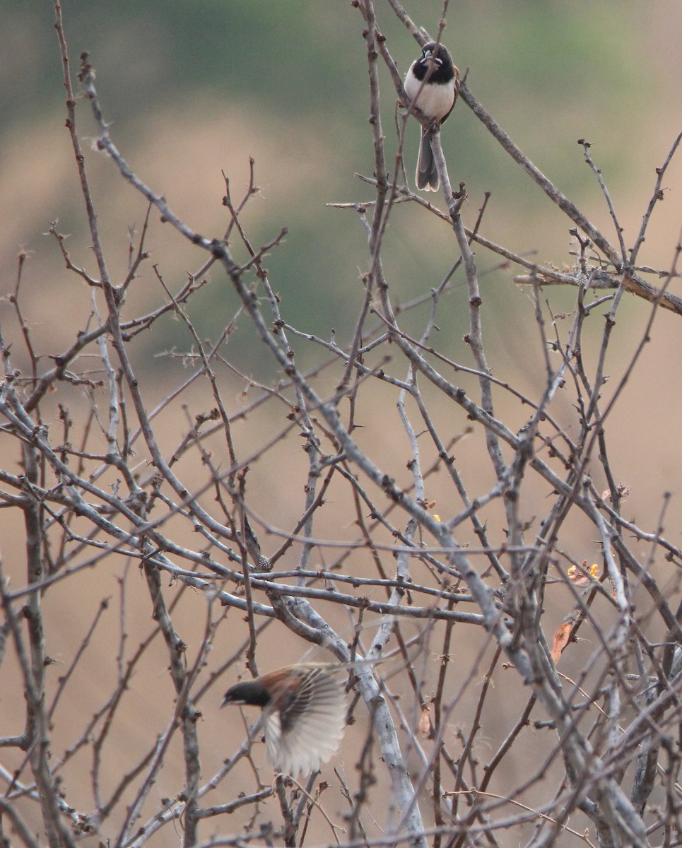 Black-chested Sparrow - ML435705081