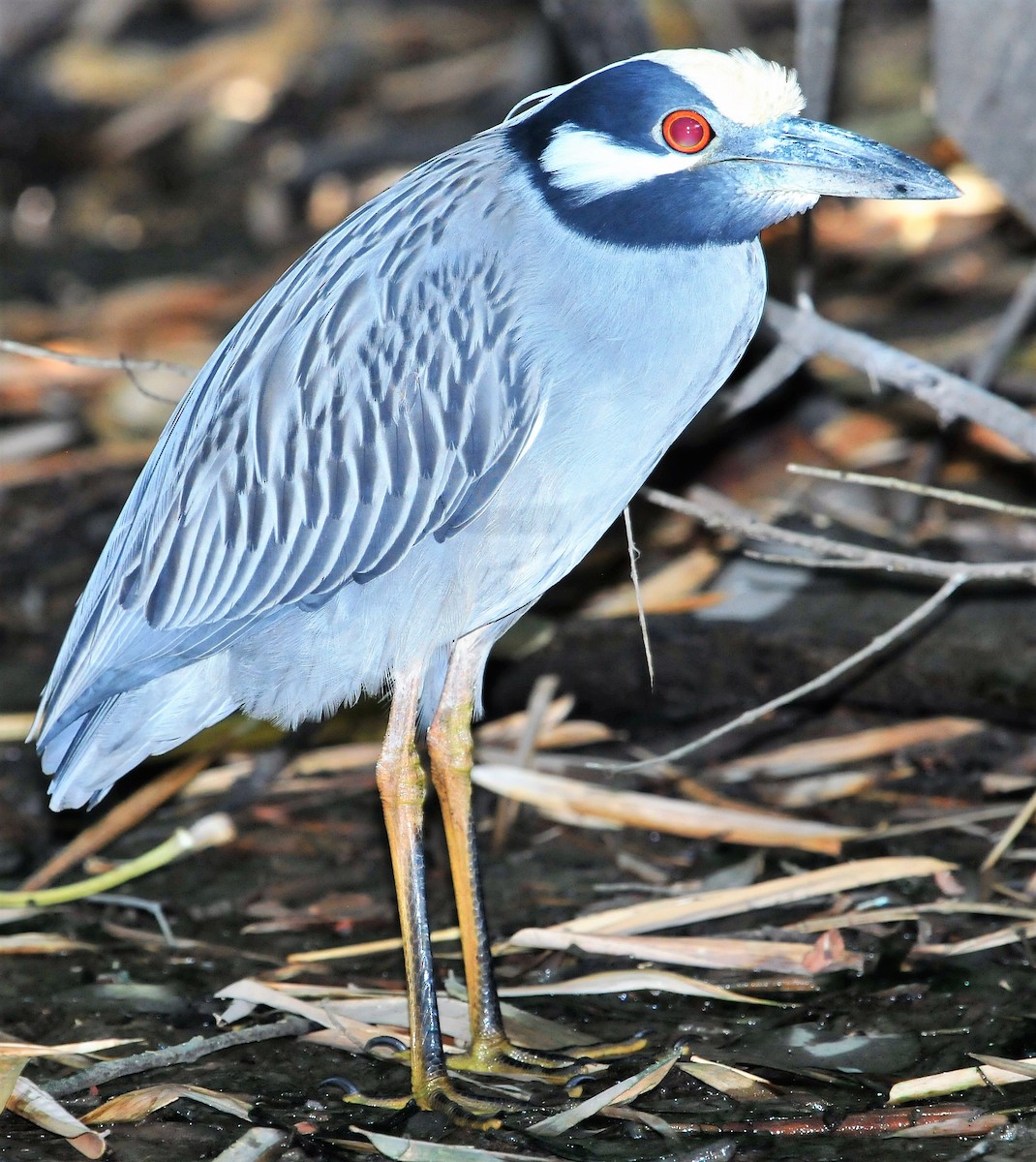 Yellow-crowned Night Heron - Alan Sankey  COHL