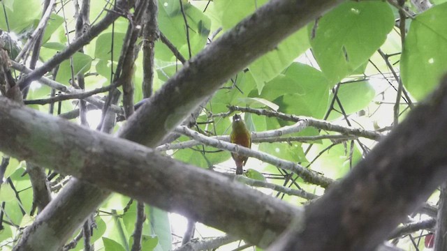 Olive-backed Euphonia - ML435705461