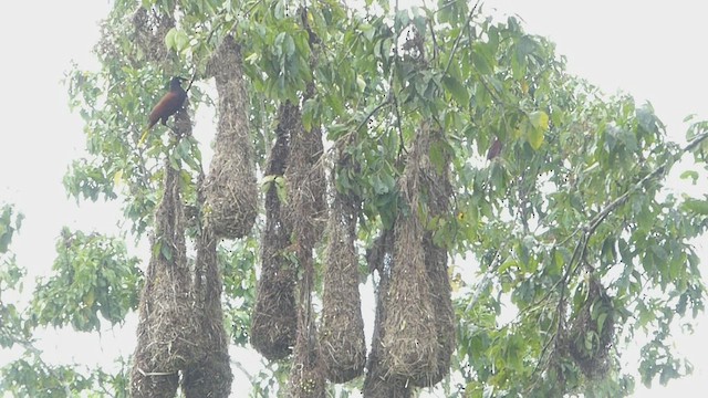 Montezuma Oropendola - ML435705611