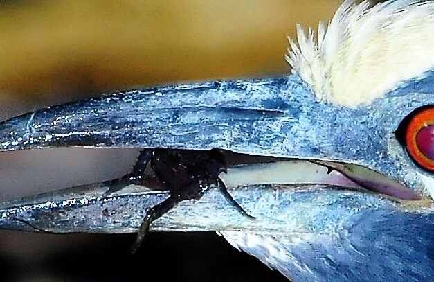 Yellow-crowned Night Heron - Alan Sankey  COHL