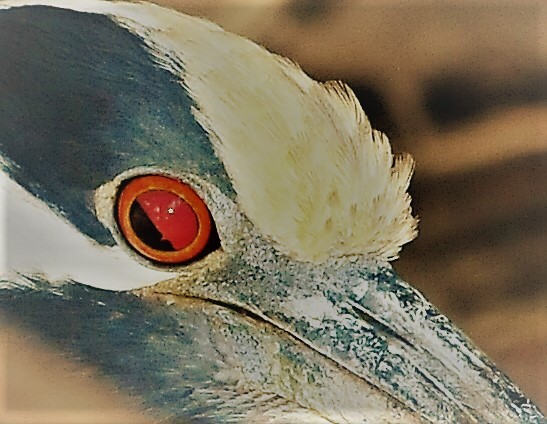 Yellow-crowned Night Heron - Alan Sankey  COHL