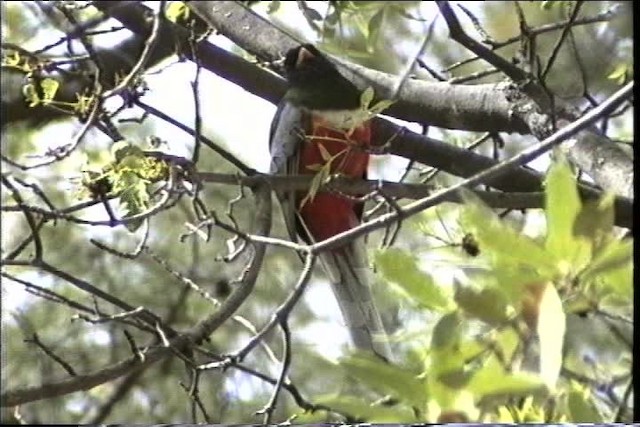 Elegant Trogon (Coppery-tailed) - ML435706