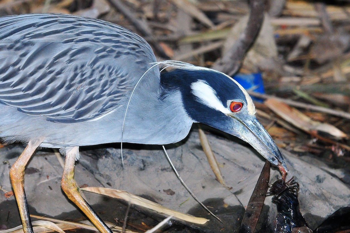 Yellow-crowned Night Heron - ML435706111