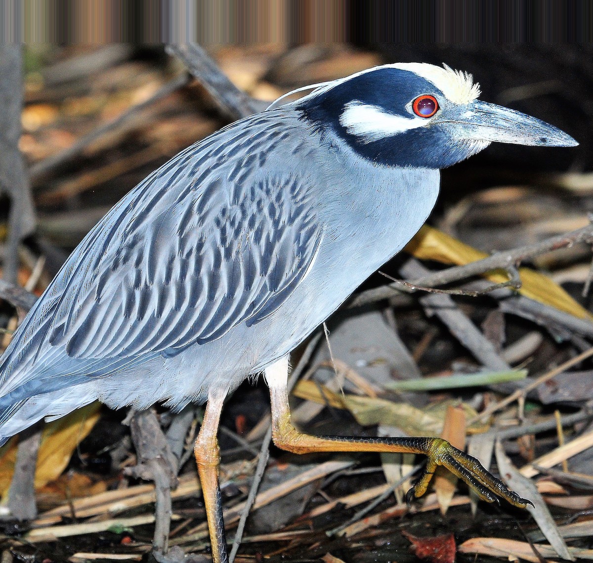 Yellow-crowned Night Heron - Alan Sankey  COHL