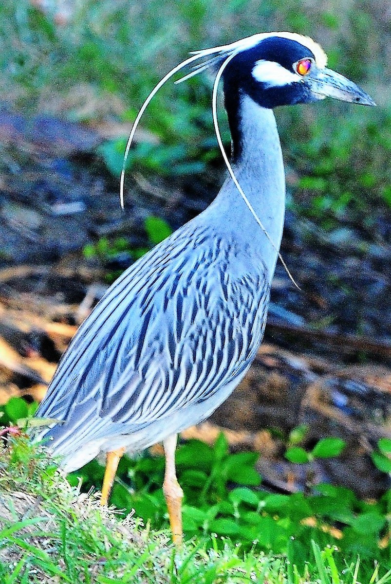 Yellow-crowned Night Heron - ML435706561