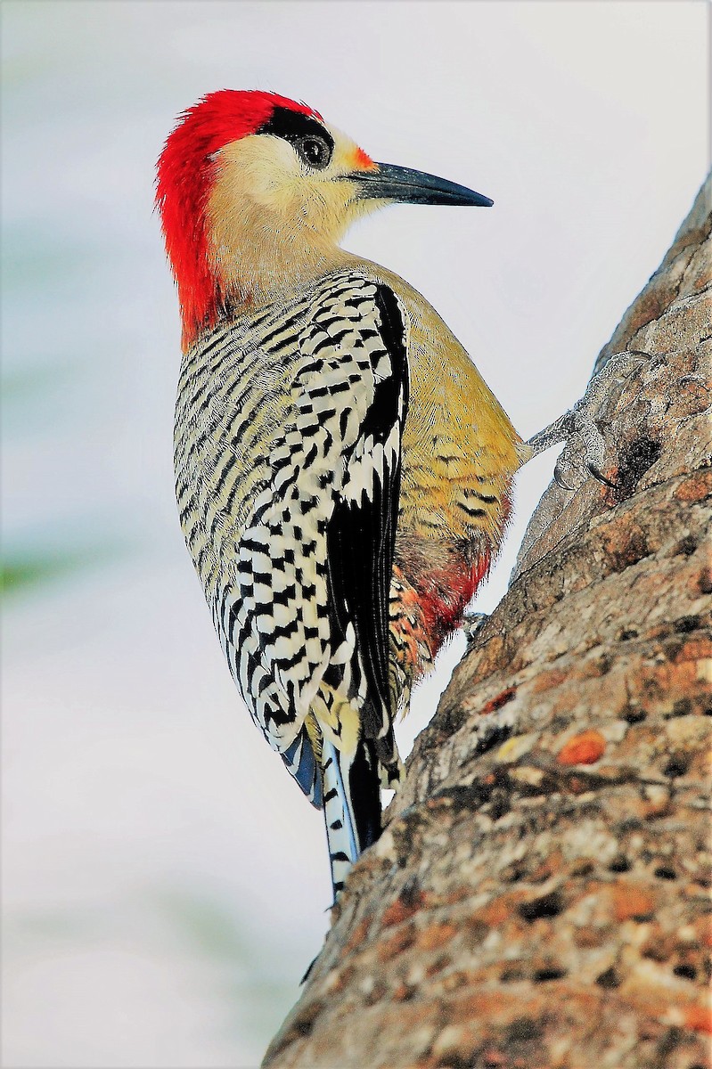 West Indian Woodpecker - Alan Sankey  COHL