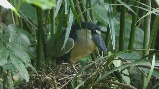 Boat-billed Heron - ML435706641