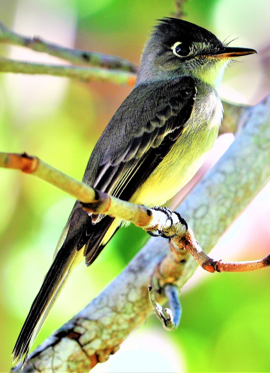 Cuban Pewee - Alan Sankey  COHL