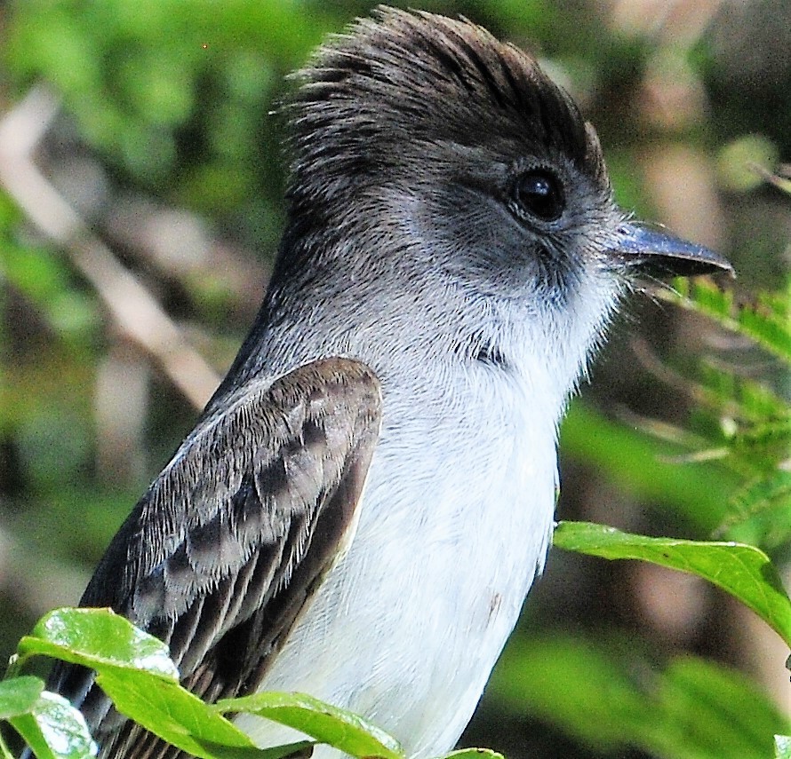 La Sagra's Flycatcher - Alan Sankey  COHL