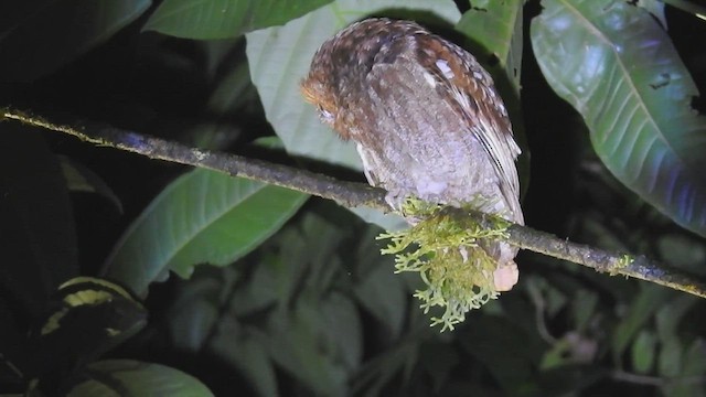 Puntarenas Screech-Owl (undescribed form) - ML435707511
