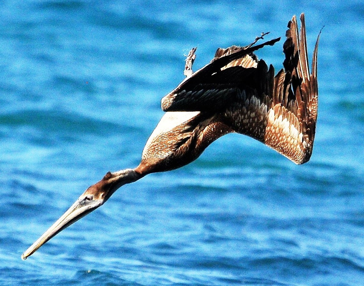 Brown Pelican - Alan Sankey  COHL