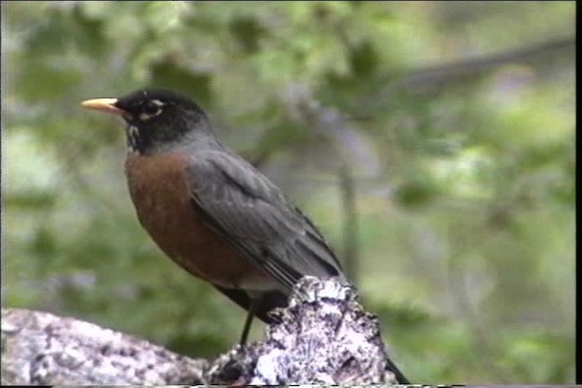 American Robin - ML435708