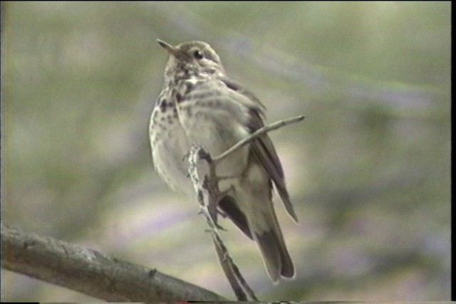 Hermit Thrush - ML435709