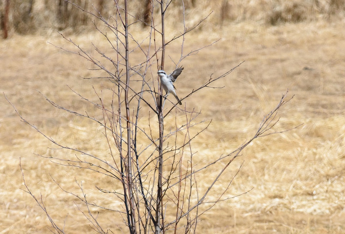 Northern Shrike - ML435709111