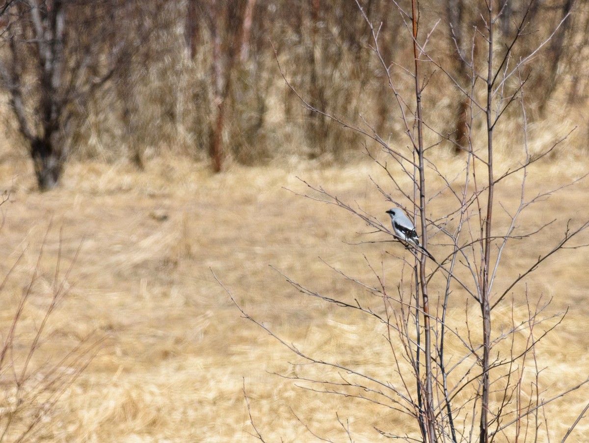 Northern Shrike - ML435709121