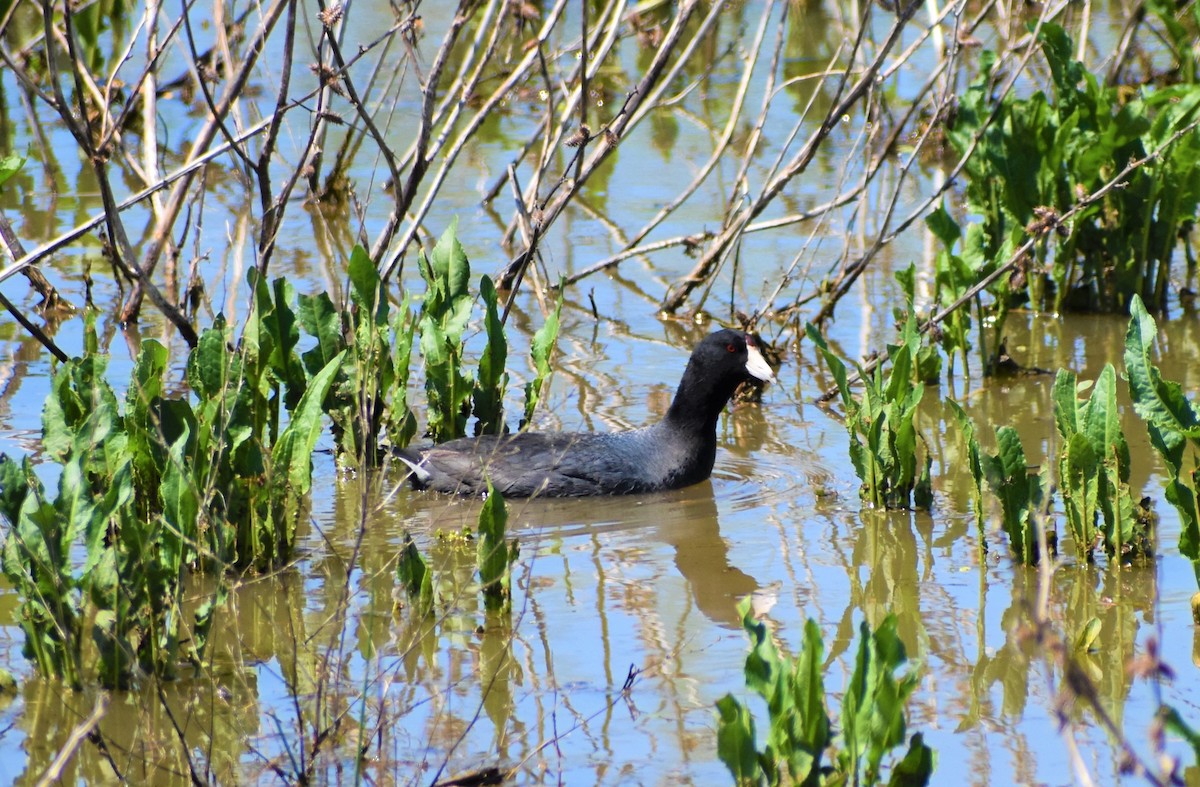 American Coot - ML435709811