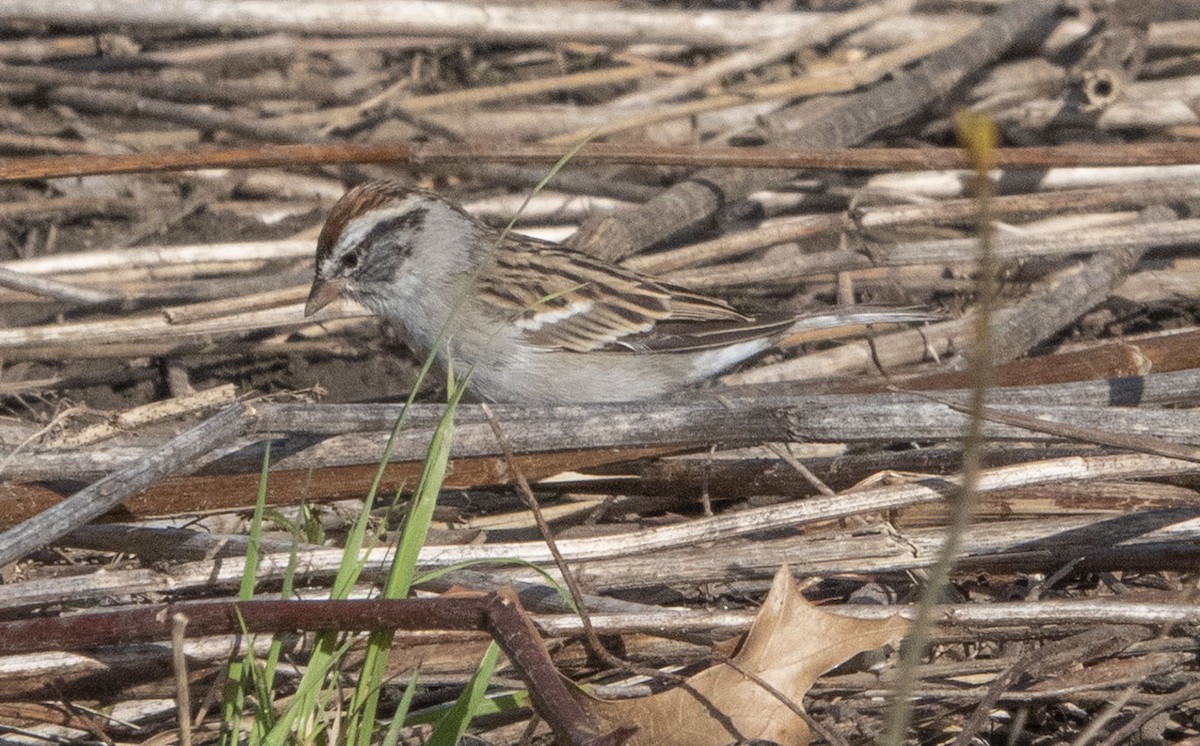 Chipping Sparrow - ML435709911